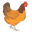 cock
