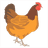 cock