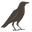 crow