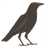 crow