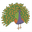 peacock