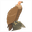 vulture