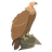 vulture